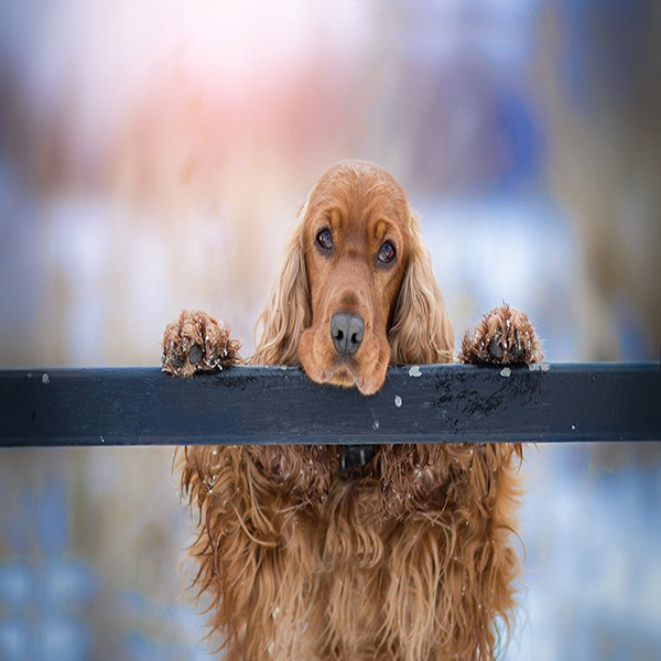 Restaurantes Pet Friendly