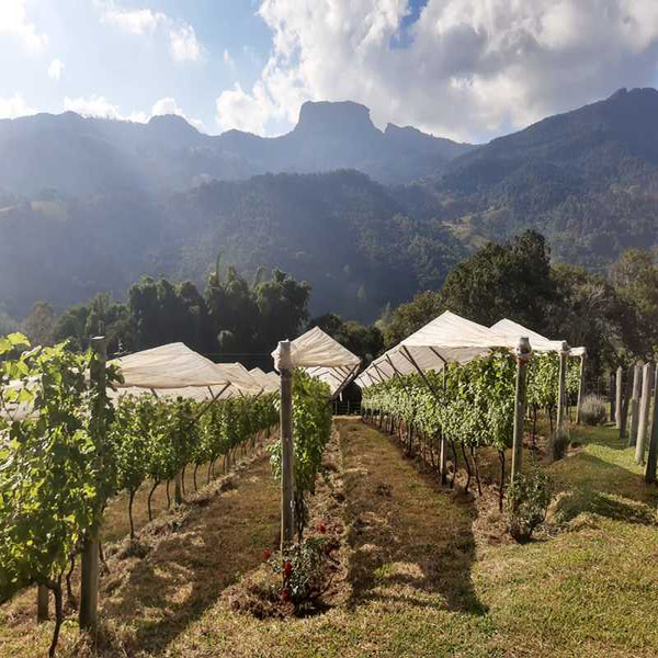 Vinícola & Fazenda Portal da Luz