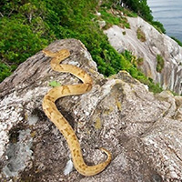Ilha Queimada Grande - Ilha das Cobras 