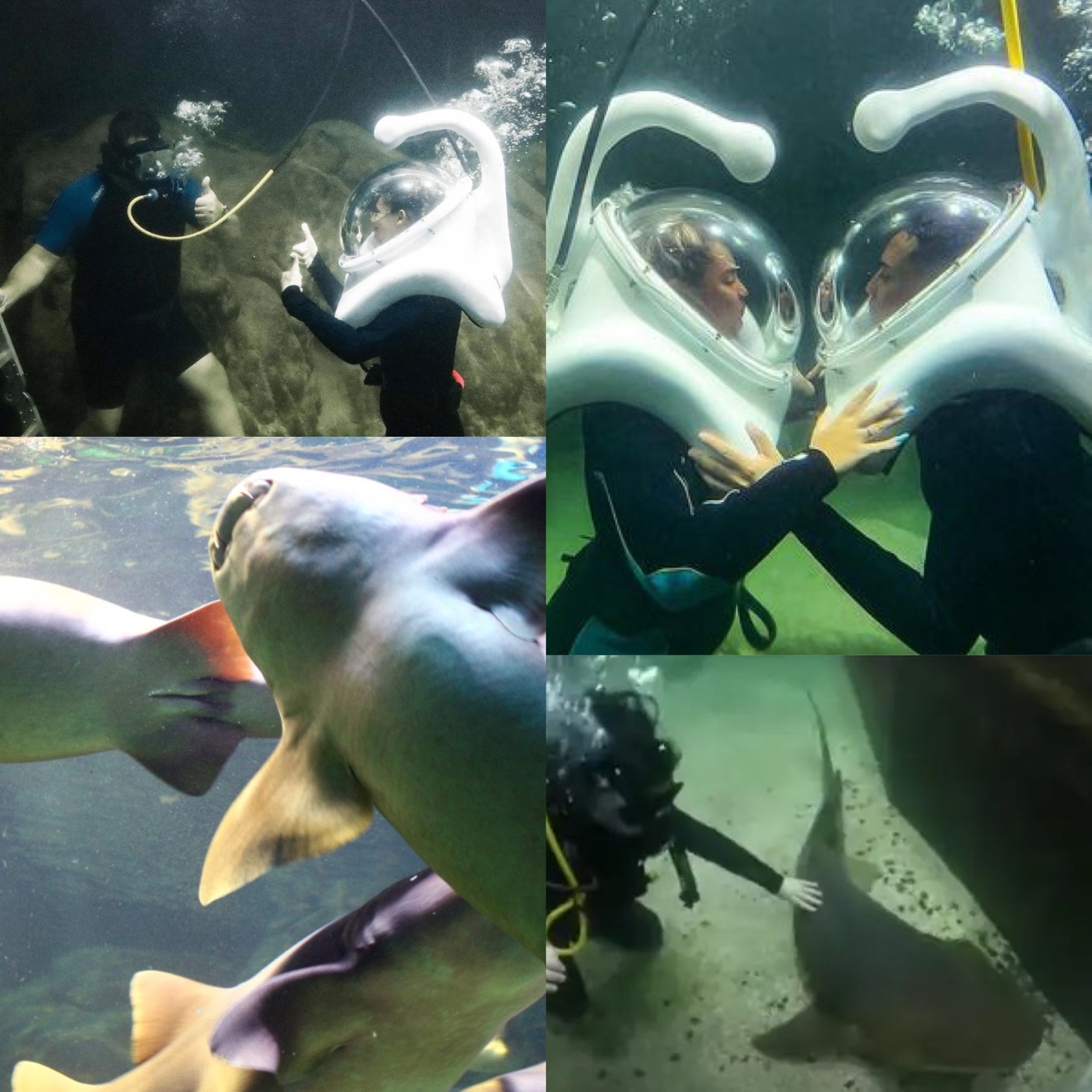 AcquaMundo  AcquaMundo