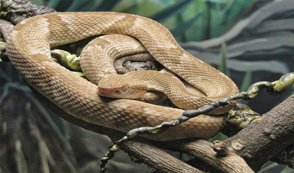 Como anda a população de cobras no Brasil?