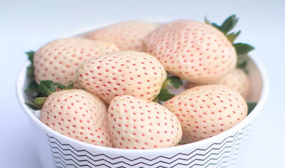 #dicadasemana Na Capital do Morango tem até uma variedade branca