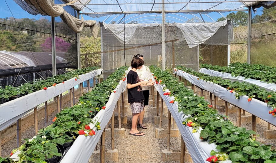 #dicadasemana Em Atibaia, um passeio para colher morangos e ver orquídeas