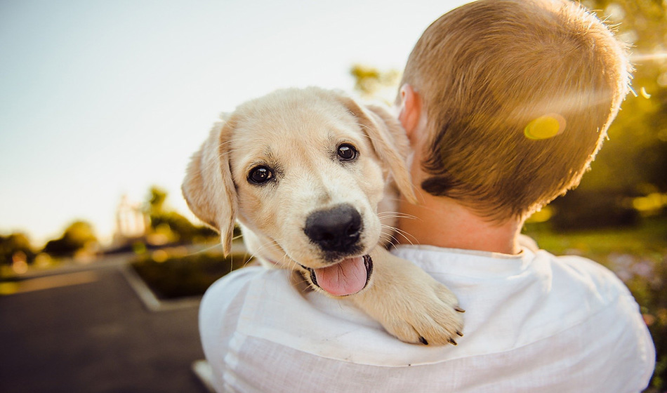 #dicadasemana Guia online mostra locais onde cachorros são bem-vindos no Estado de SP