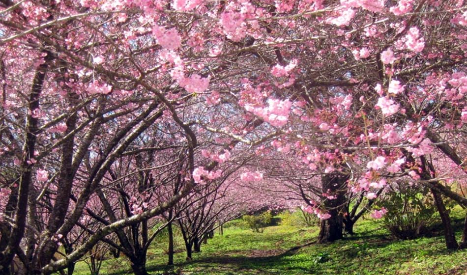 #dicadasemana 10 locais para fotos incríveis em Campos do Jordão